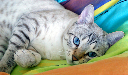 DSC00561 15-11-31