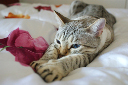 DSC04302_1